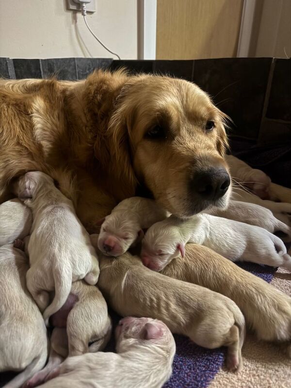 Golden Retriever puppies for sale in Bangor, County Down – KC registered, 8 weeks old - Image 2 of 5