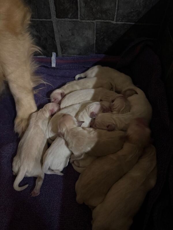 Golden Retriever puppies for sale in Bangor, County Down – KC registered, 8 weeks old - Image 3 of 5