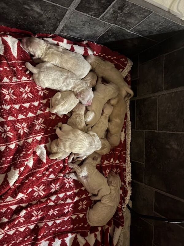 Golden Retriever puppies for sale in Bangor, County Down – KC registered, 8 weeks old - Image 4 of 5