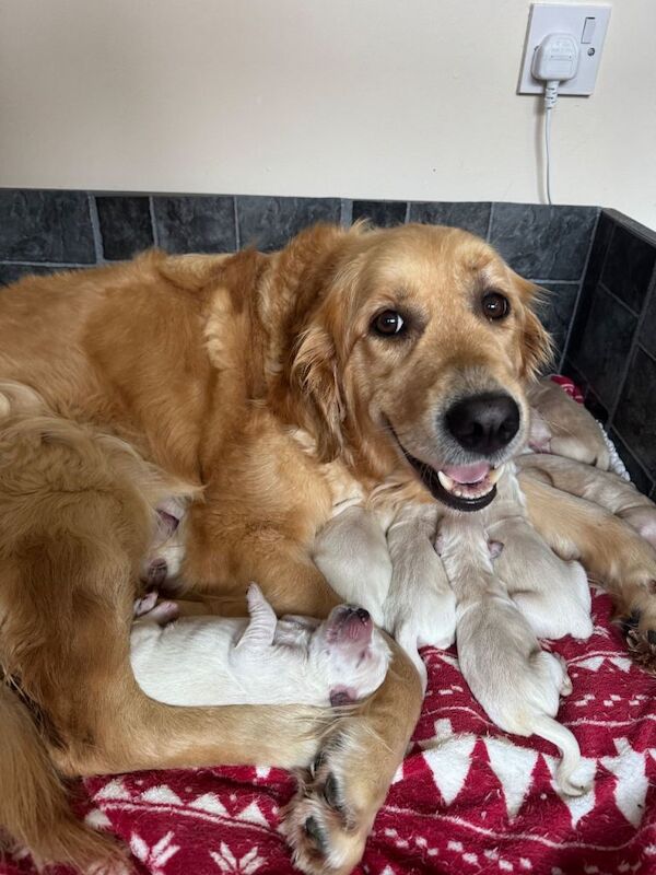 Golden Retriever puppies for sale in Bangor, County Down – KC registered, 8 weeks old - Image 5 of 5