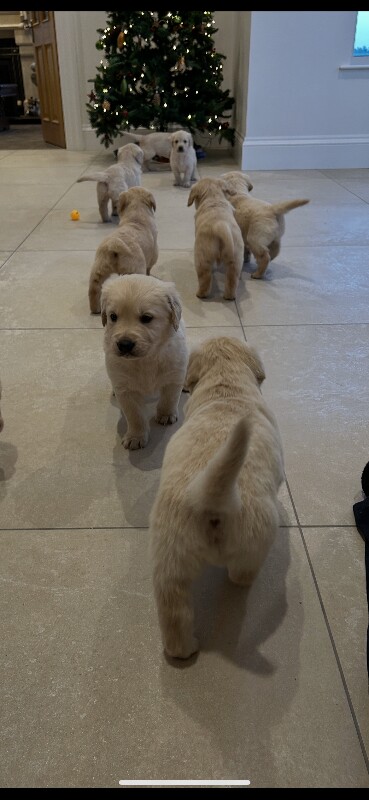 Golden Retriever Pups - Image 2 of 3