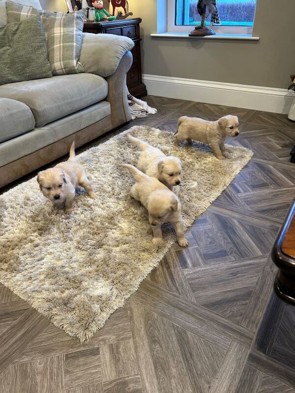 Golden Retriever Pups - Image 3 of 3