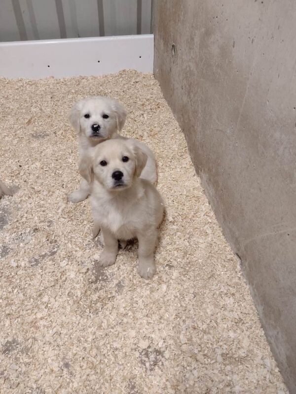 Golden Retriever puppies for sale in Keady, County Armagh – 8 weeks old - Image 2 of 3