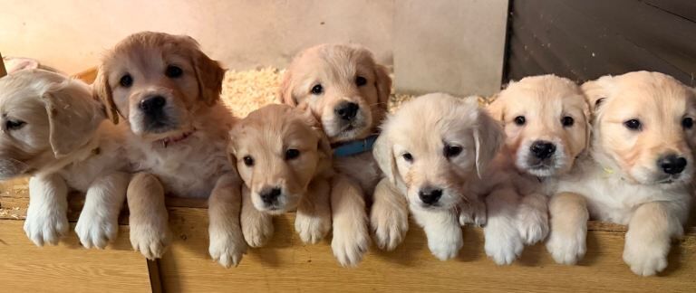 Golden Retriever puppies for sale in Newtownstewart, County Tyrone – 7 weeks old