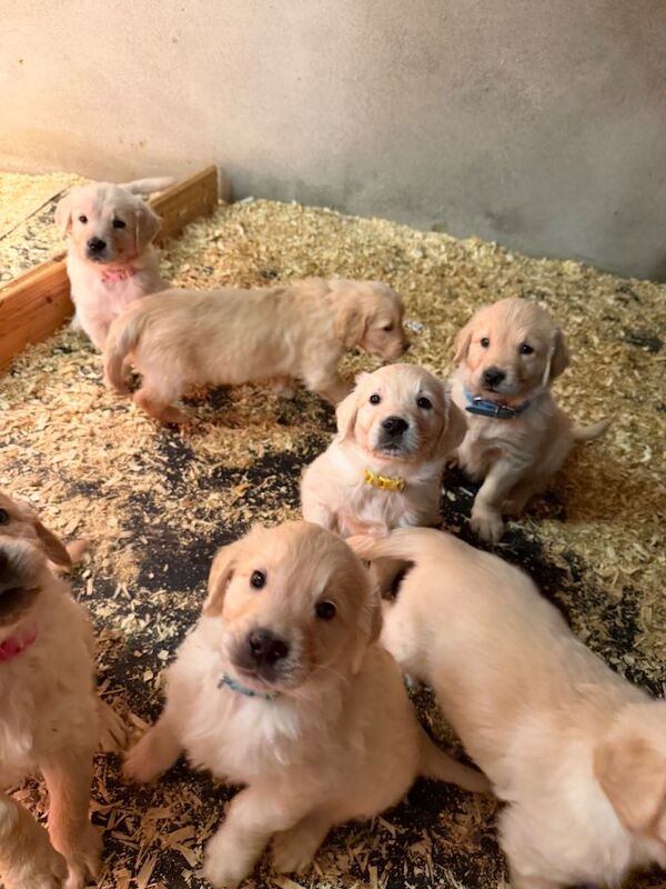 Golden Retriever puppies for sale in Newtownstewart, County Tyrone – 7 weeks old - Image 2 of 4