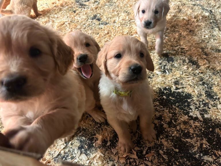 Golden Retriever puppies for sale in Newtownstewart, County Tyrone – 7 weeks old - Image 3 of 4