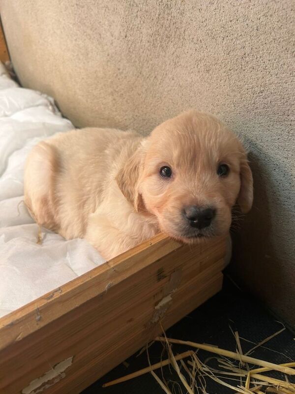 Golden Retriever puppies for sale in Newtownstewart, County Tyrone – 7 weeks old - Image 4 of 4