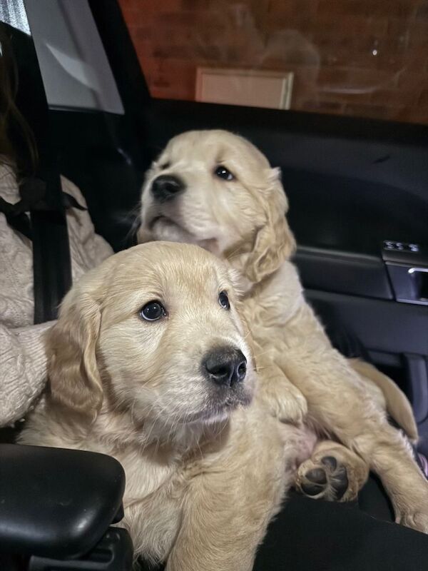 Golden Retriever puppies for sale in Cookstown, County Tyrone – 3 months old