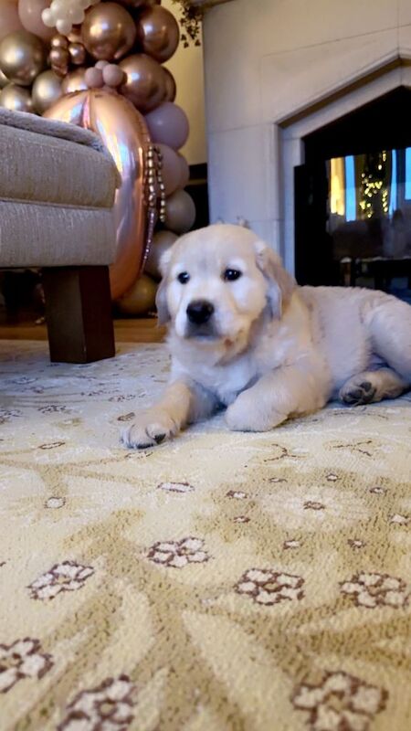 Golden Retriever Pups - Image 2 of 3