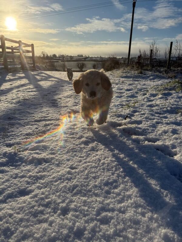 Golden Retriever Pups - Image 3 of 3