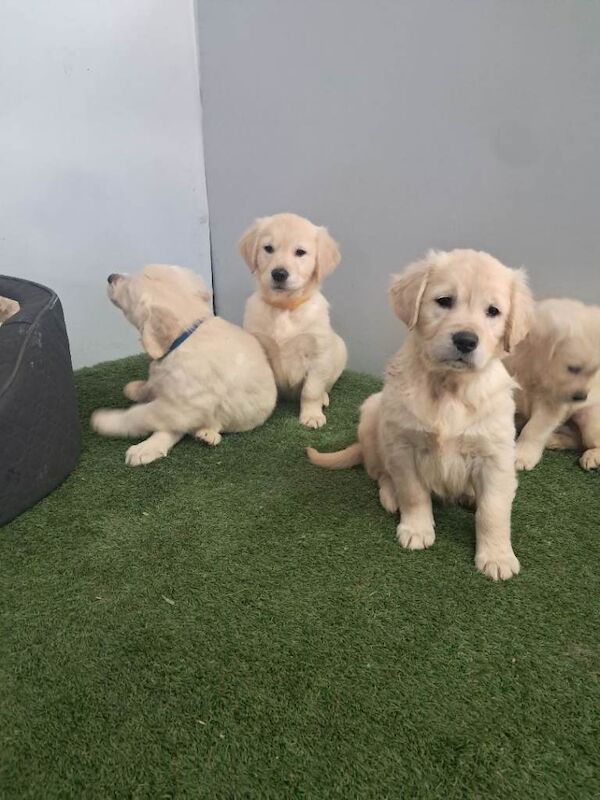 Golden retriever pups - Image 2 of 6