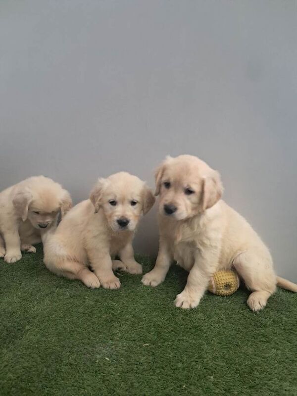 Golden retriever pups - Image 3 of 6