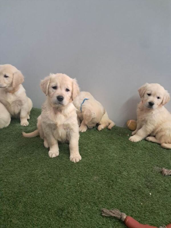 Golden retriever pups - Image 4 of 6