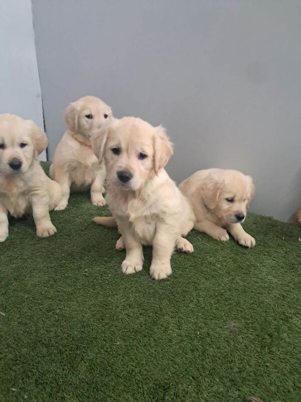 Golden retriever pups - Image 5 of 6