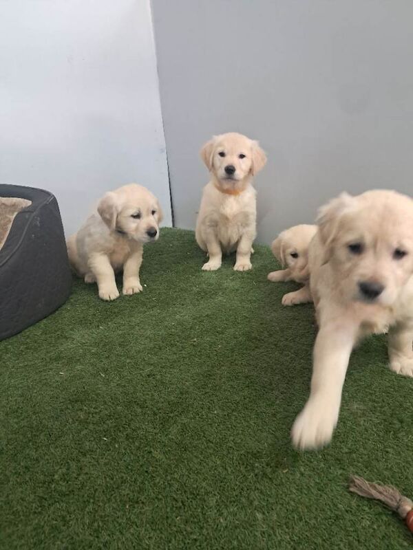 Golden retriever pups - Image 6 of 6