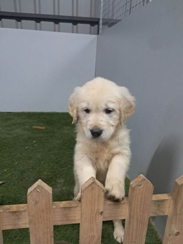 Golden retriever pups