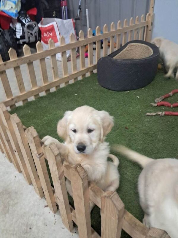 Golden retriever pups - Image 2 of 5