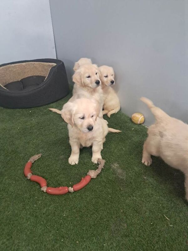 Golden retriever pups - Image 3 of 5