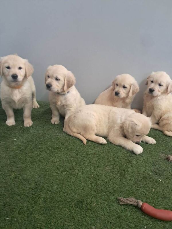 Golden retriever pups - Image 4 of 5