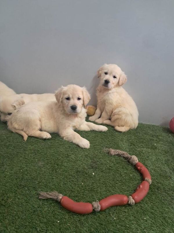 Golden retriever pups - Image 5 of 5