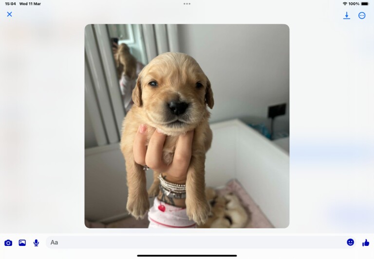 Health Tested Golden Retriever Puppies For Sale