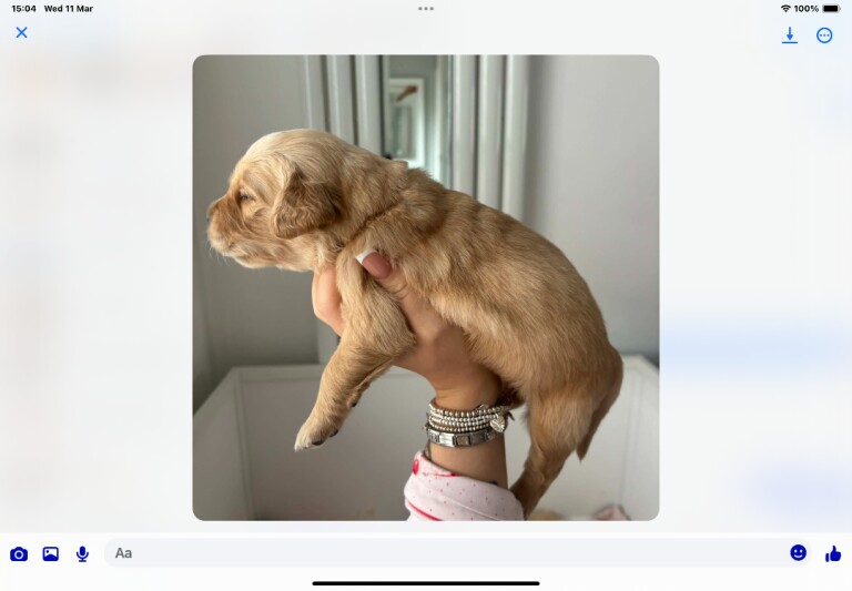 Golden retriever pups - Image 2 of 5