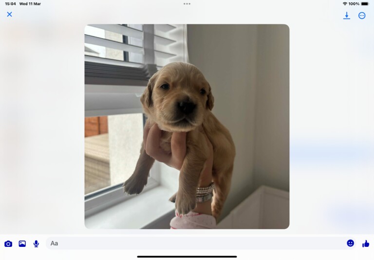 Golden retriever pups - Image 3 of 5