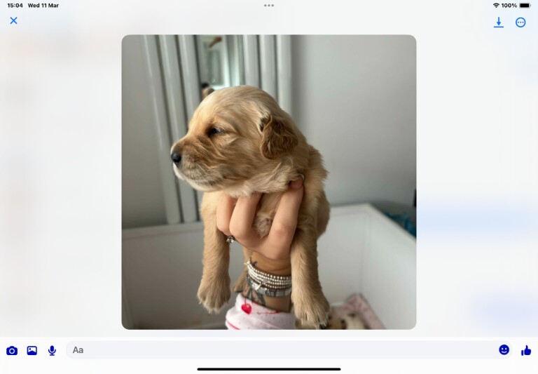 Golden retriever pups - Image 4 of 5