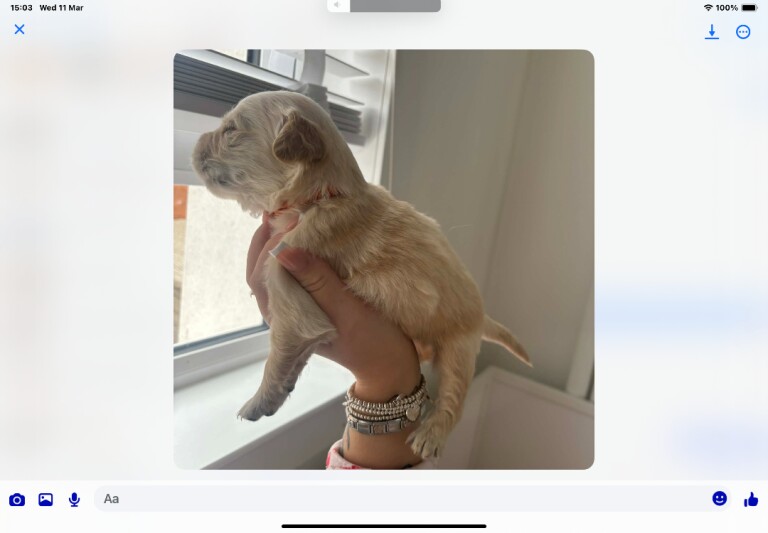 Golden retriever pups - Image 5 of 5