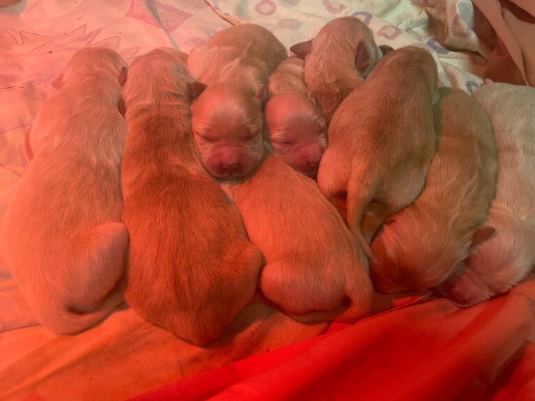 Golden retriever pups - Image 2 of 5