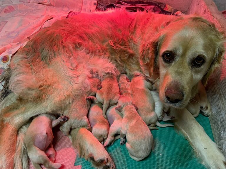 Golden retriever pups - Image 3 of 5