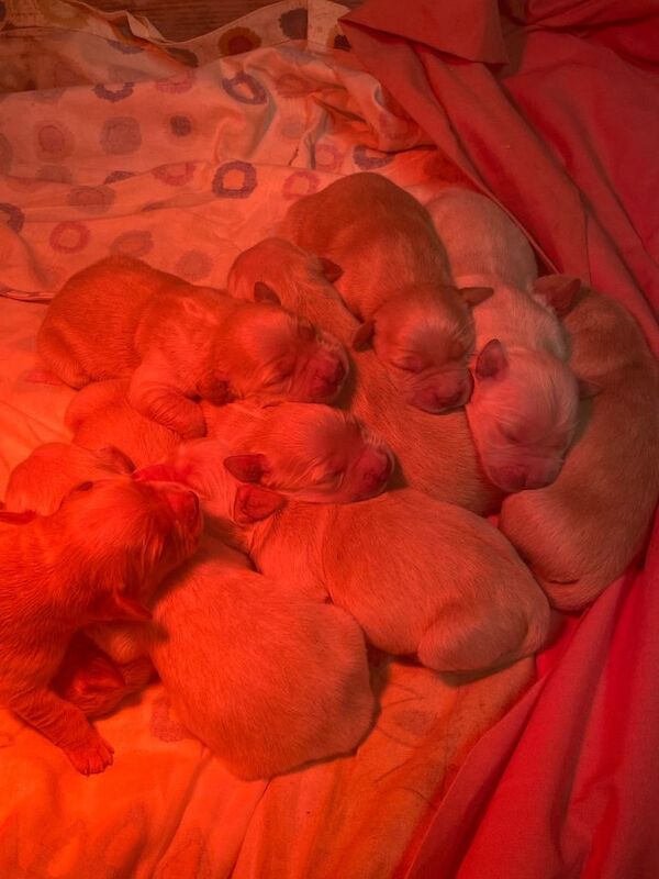 Golden retriever pups - Image 4 of 5