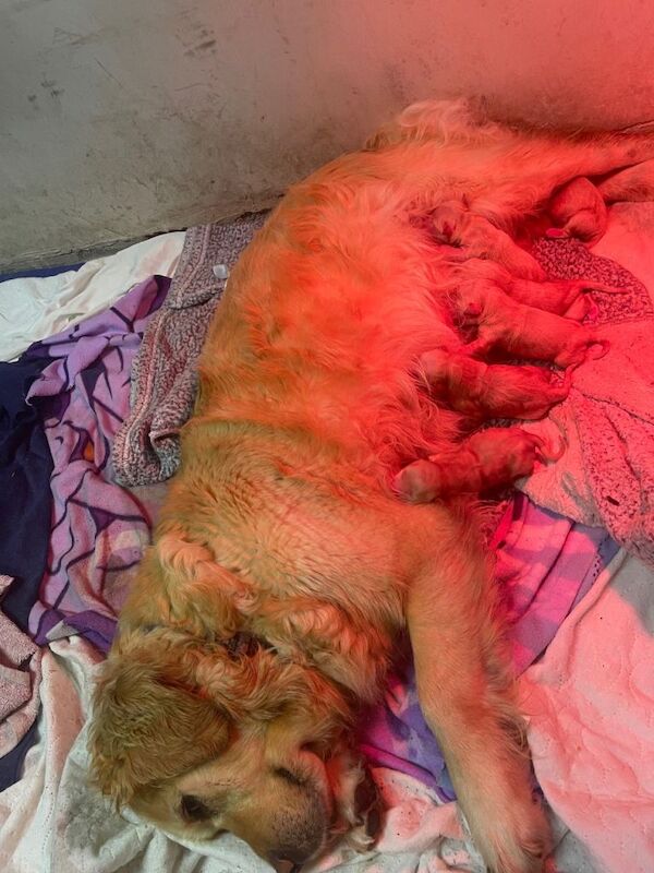 Golden retriever pups - Image 5 of 5