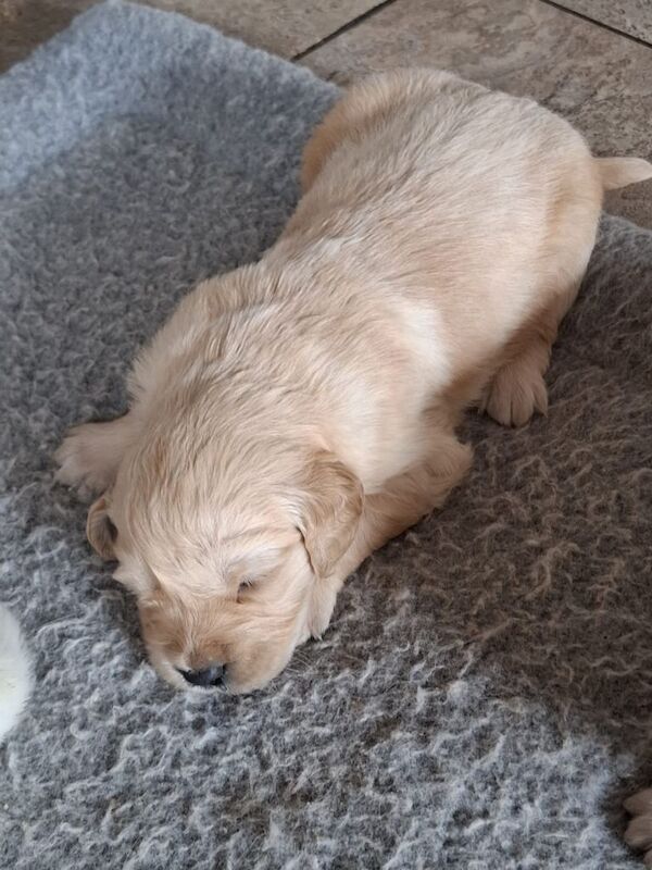 Golden Retriever Puppies For Sale