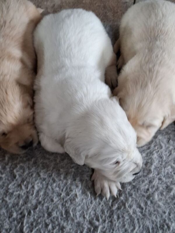 Golden Retriever Pups - Image 2 of 3