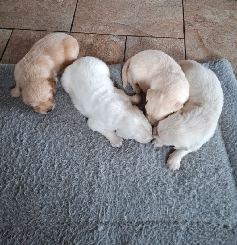 Golden Retriever Pups - Image 3 of 3