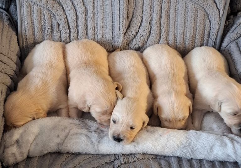 Golden Retriever Pups - Image 2 of 3