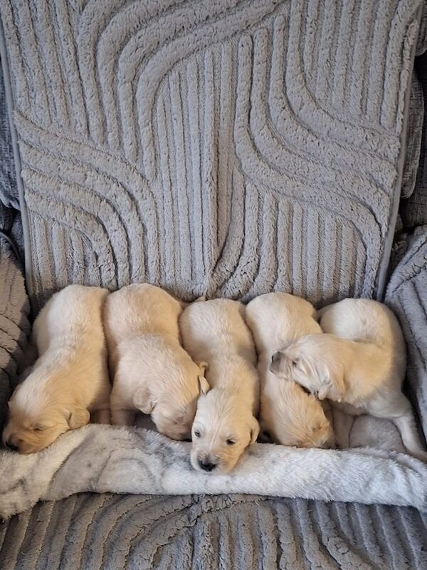 Golden Retriever Pups - Image 3 of 3