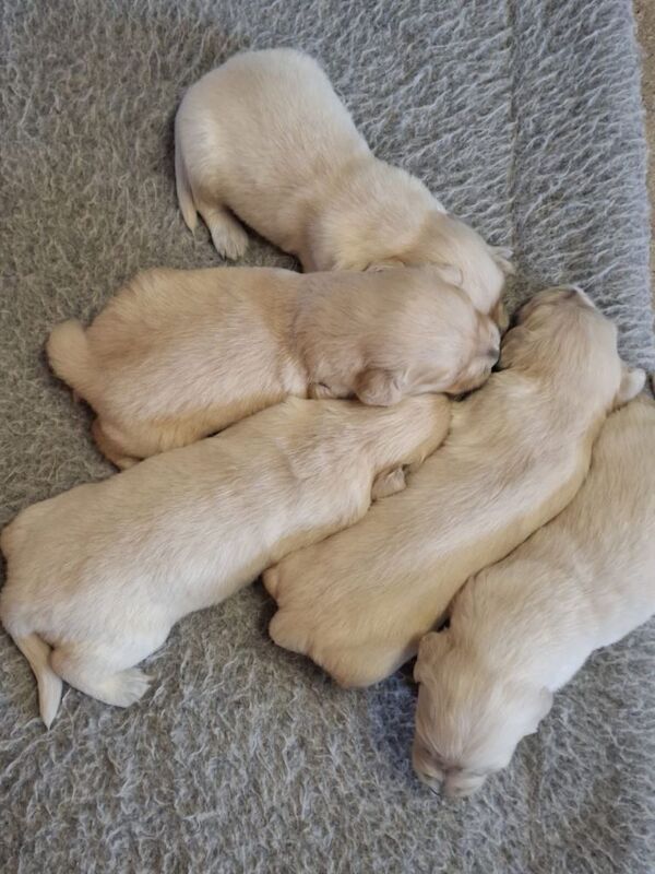 Golden Retriever Pups