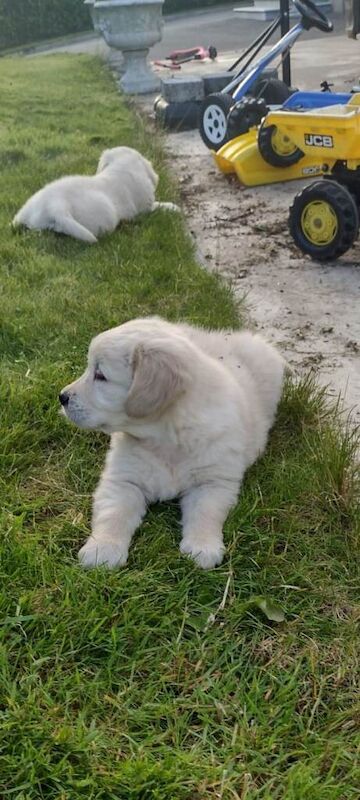 Golden Retriever Pups