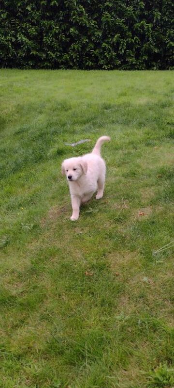 Golden Retriever Pups - Image 3 of 6