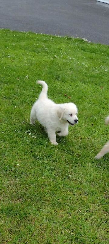 Golden Retriever Pups - Image 4 of 6