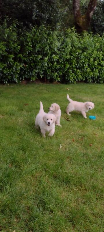 Golden Retriever Pups - Image 5 of 6