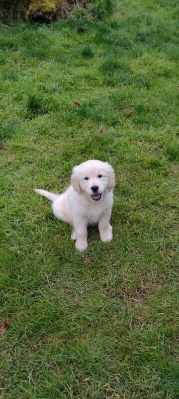 Golden Retriever Pups - Image 6 of 6