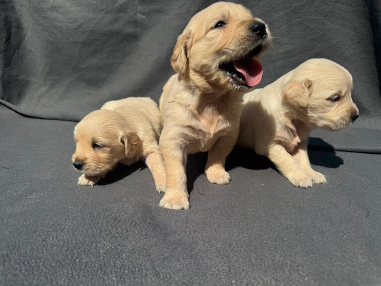 Golden Retriever Pups - Image 2 of 5