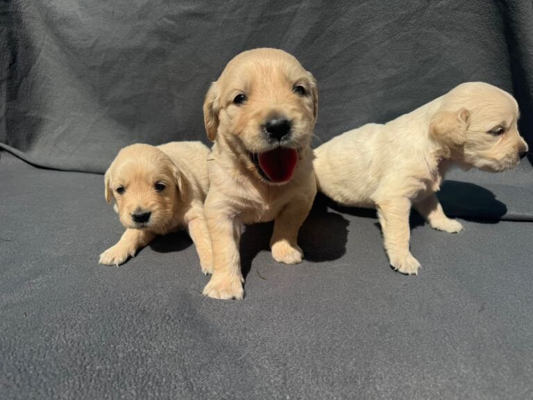 Golden Retriever Pups - Image 3 of 5