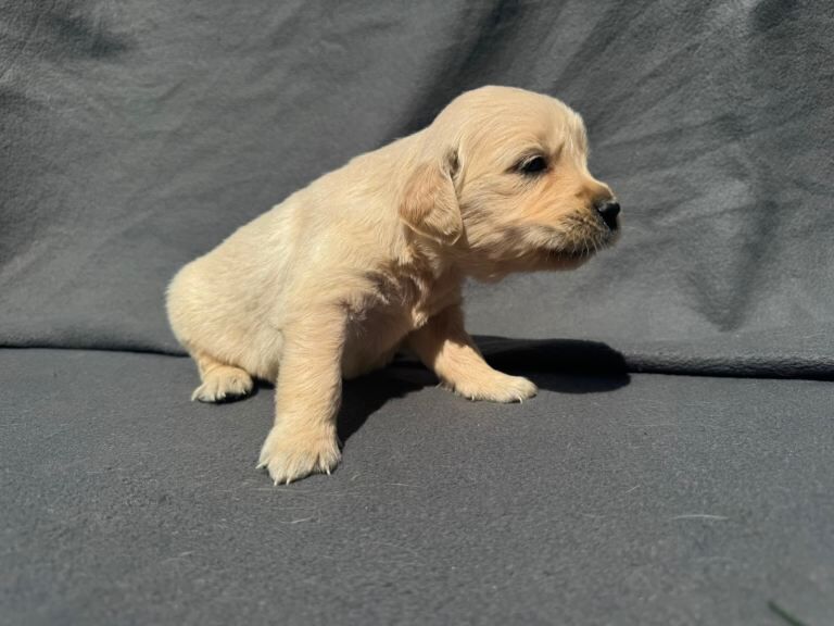 Golden Retriever Pups - Image 4 of 5
