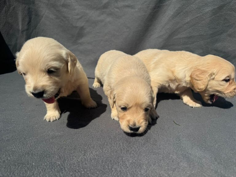 Golden Retriever Pups - Image 5 of 5