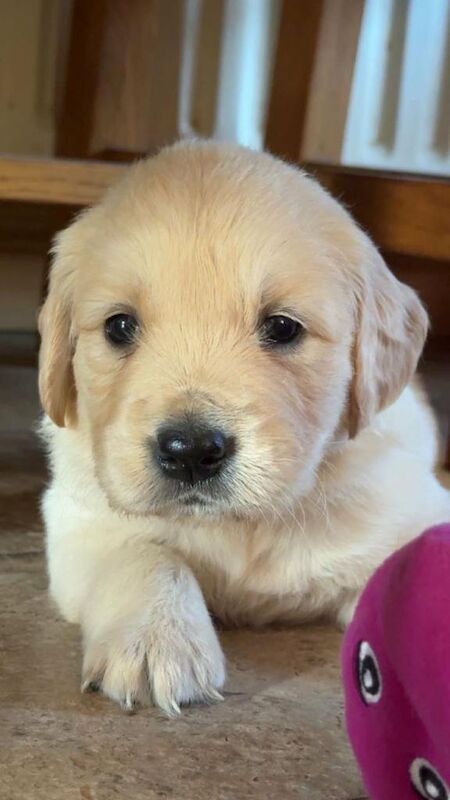 Golden retriever pups