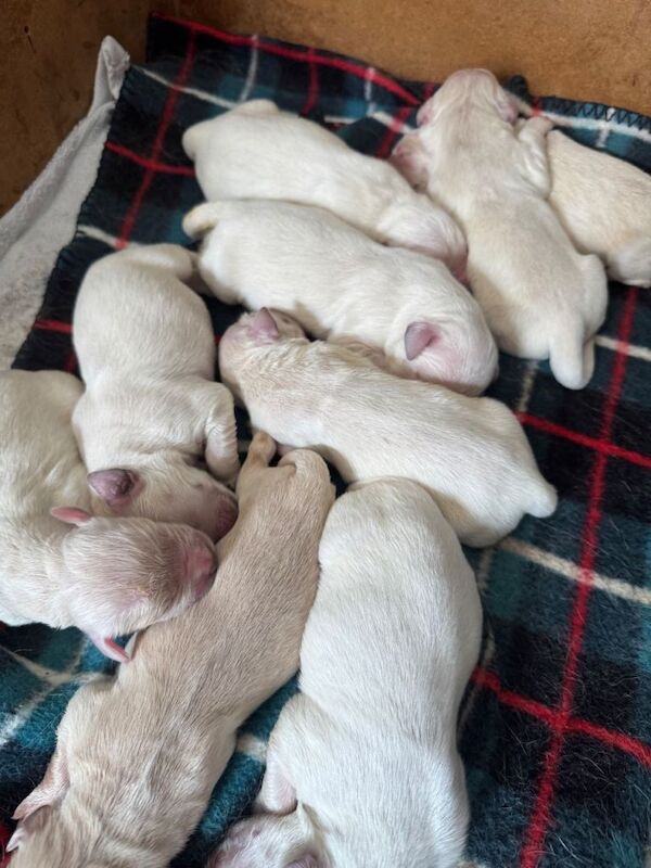 Golden Retriever Pups - Image 2 of 4